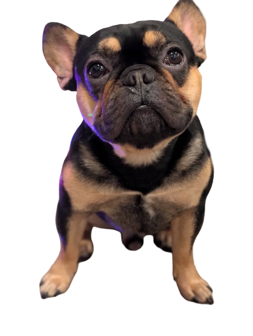 Bad Empire Breeders French Bulldog